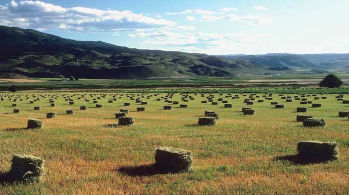 Hay Hooks, Hay Field